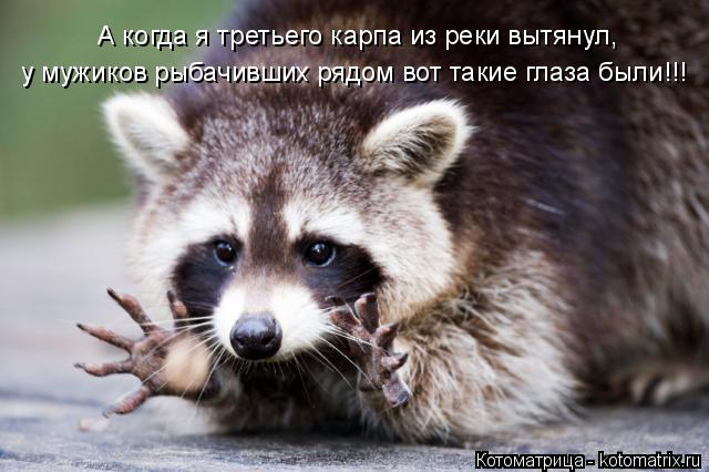 у мужиков рыбачивших рядом вот такие глаза были!!! А когда я третьего карпа из реки вытянул,... Котоматрица: у мужиков рыбачивших рядом вот такие глаза были!!! А когда я третьего карпа из реки вытянул,