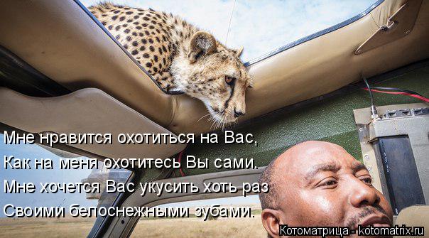 Мне нравится охотиться на Вас, Как на меня охотитесь Вы сами. Мне хочется Вас укусить хоть раз Своими... Котоматрица: Мне нравится охотиться на Вас, Как на меня охотитесь Вы сами. Мне хочется Вас укусить хоть раз Своими белоснежными зубами.