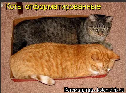 Коты отформатированные... Котоматрица: Коты отформатированные
