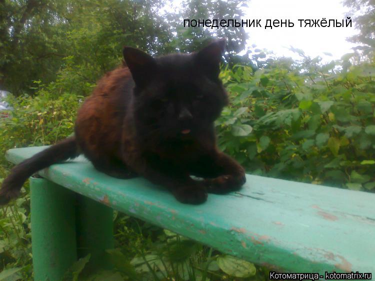 понедельник день тяжёлый... Котоматрица: понедельник день тяжёлый