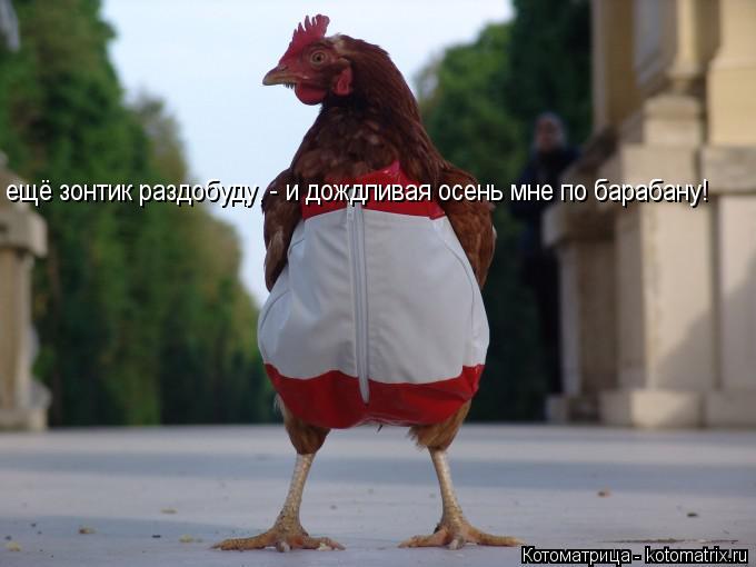 ещё зонтик раздобуду, - и дождливая осень мне по барабану!... Котоматрица: ещё зонтик раздобуду, - и дождливая осень мне по барабану!