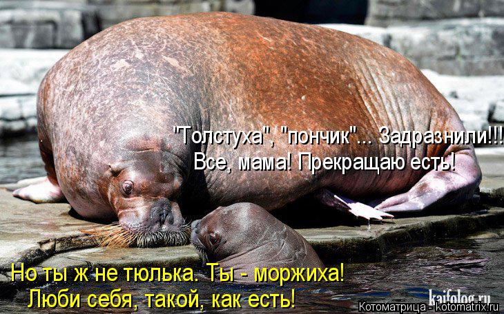 "Толстуха", "пончик"... Задразнили!!! Все, мама! Прекращаю есть! Но ты ж не тюлька. Ты - моржиха! Люб... Котоматрица: "Толстуха", "пончик"... Задразнили!!! Все, мама! Прекращаю есть! Но ты ж не тюлька. Ты - моржиха! Люби себя, такой, как есть!