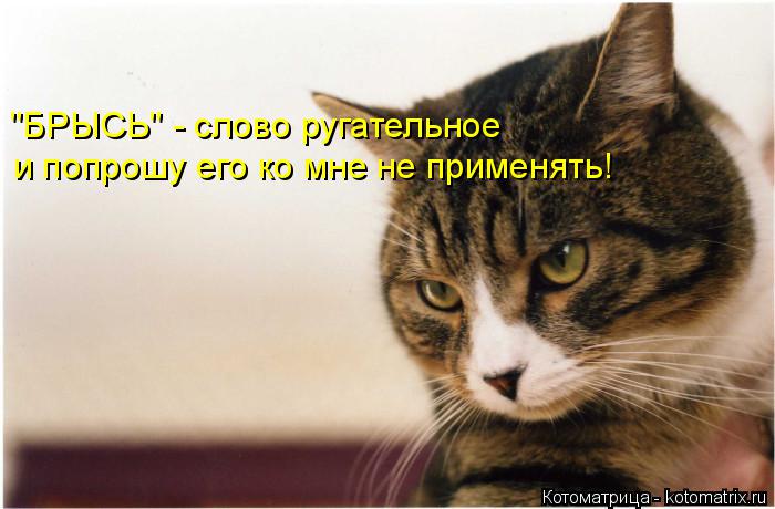 "БРЫСЬ" - слово ругательное и попрошу его ко мне не применять!... Котоматрица: "БРЫСЬ" - слово ругательное и попрошу его ко мне не применять!