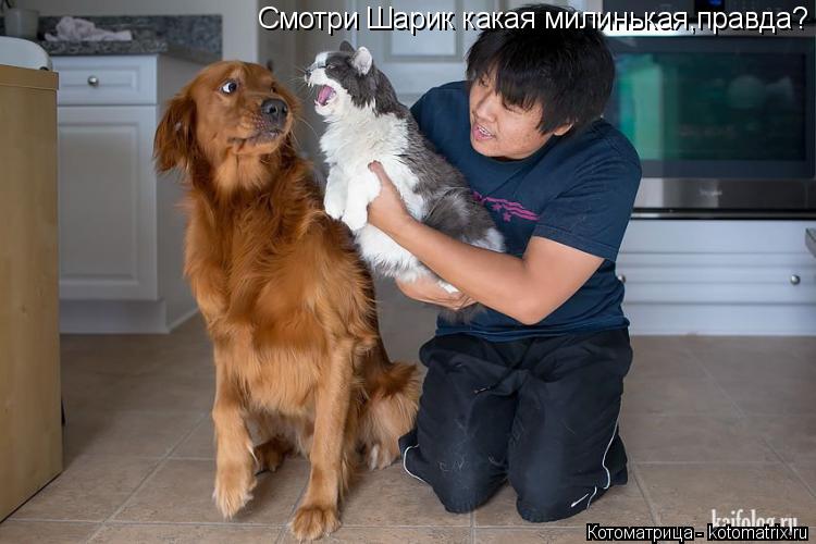 Смотри Шарик какая милинькая,правда?... Котоматрица: Смотри Шарик какая милинькая,правда?