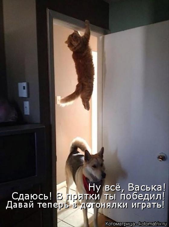 Ну всё, Васька! Давай теперь в догонялки играть! Сдаюсь! В прятки ты победил!... Котоматрица: Ну всё, Васька! Давай теперь в догонялки играть! Сдаюсь! В прятки ты победил!