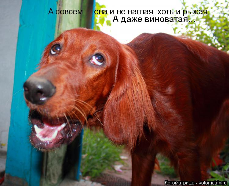 А совсем она и не наглая, хоть и рыжая.. А даже виноватая...... Котоматрица: А совсем она и не наглая, хоть и рыжая.. А даже виноватая...