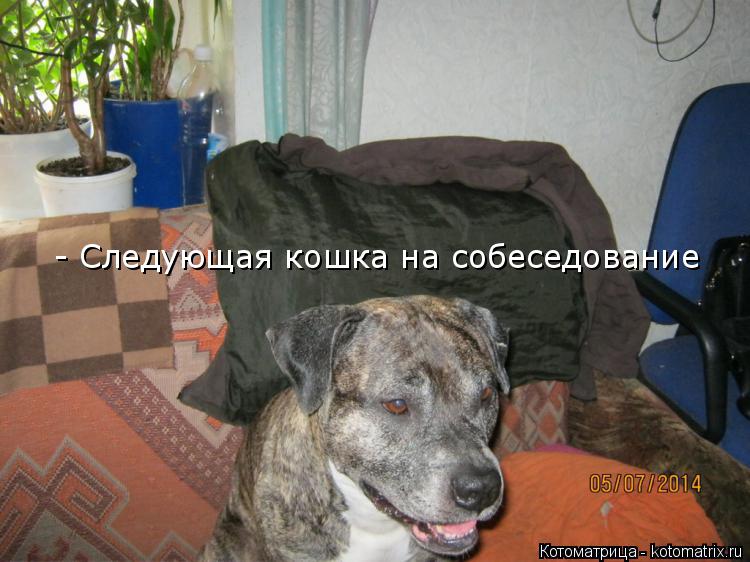 - Следующая кошка на собеседование... Котоматрица: - Следующая кошка на собеседование