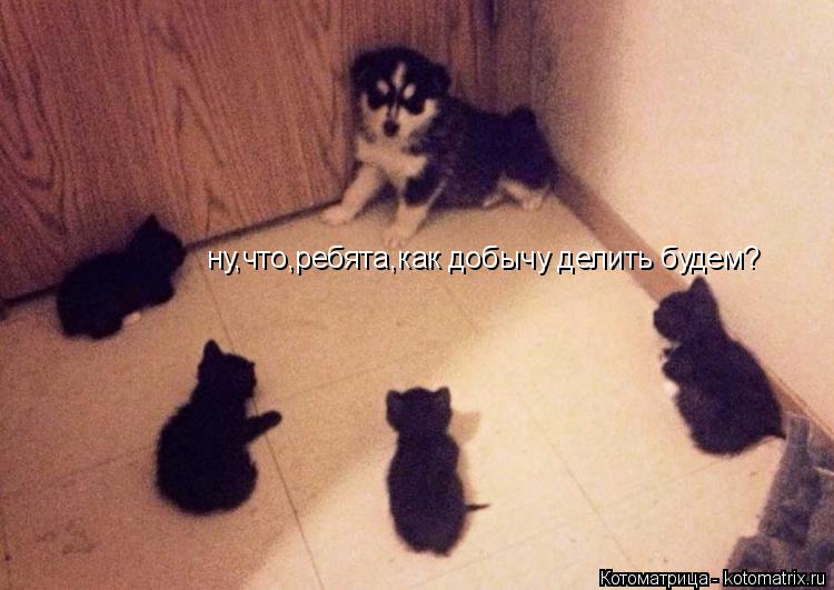 ну,что,ребята,как добычу делить будем?... Котоматрица: ну,что,ребята,как добычу делить будем?