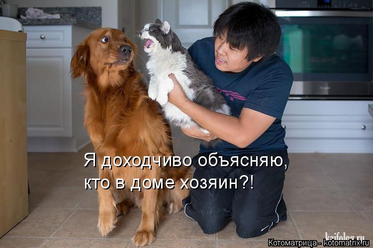 Я доходчиво объясняю, кто в доме хозяин?!... Котоматрица: Я доходчиво объясняю, кто в доме хозяин?!