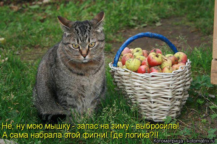 Не, ну мою мышку - запас на зиму - выбросила! А сама набрала этой фигни! Где логика?!!... Котоматрица: Не, ну мою мышку - запас на зиму - выбросила! А сама набрала этой фигни! Где логика?!!