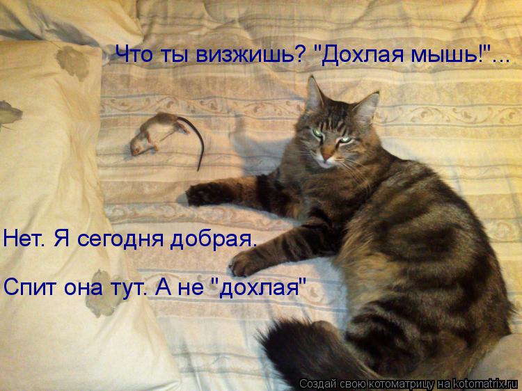 Нет. Я сегодня добрая. Спит она тут. А не "дохлая" Что ты визжишь? "Дохлая мышь!"...... Котоматрица: Нет. Я сегодня добрая. Спит она тут. А не "дохлая" Что ты визжишь? "Дохлая мышь!"...