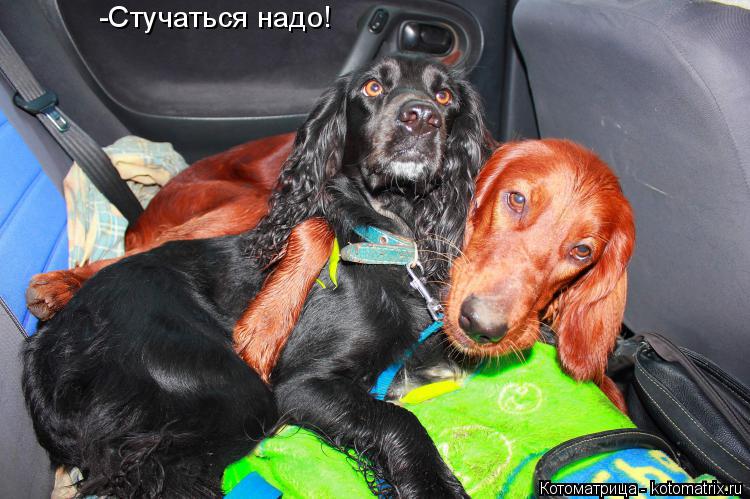 -Стучаться надо!... Котоматрица: -Стучаться надо!