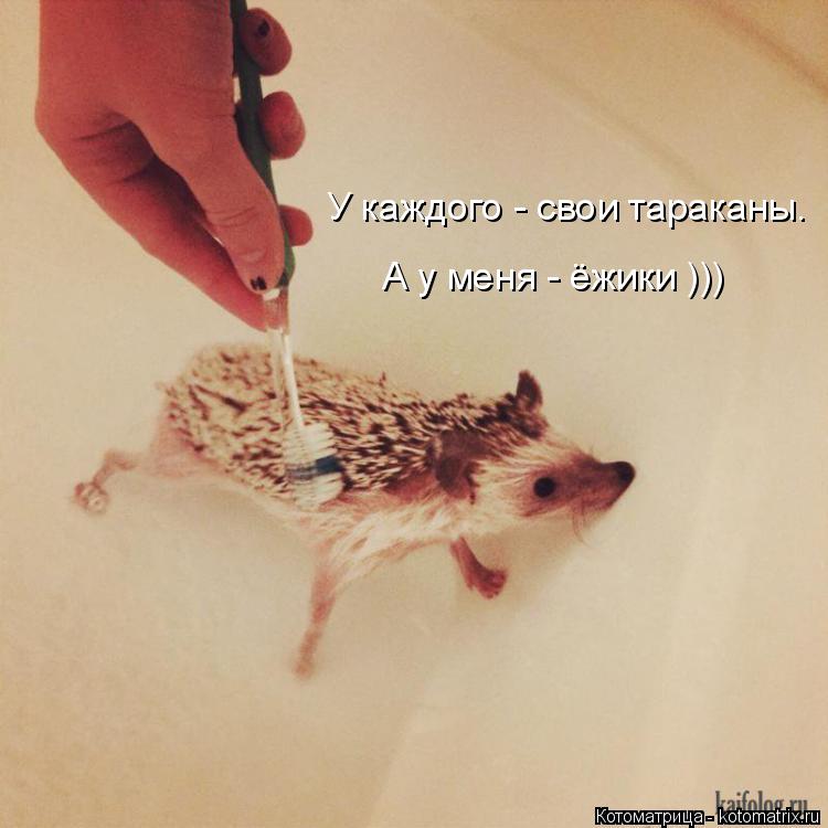 У каждого - свои тараканы. А у меня - ёжики )))... Котоматрица: У каждого - свои тараканы. А у меня - ёжики )))