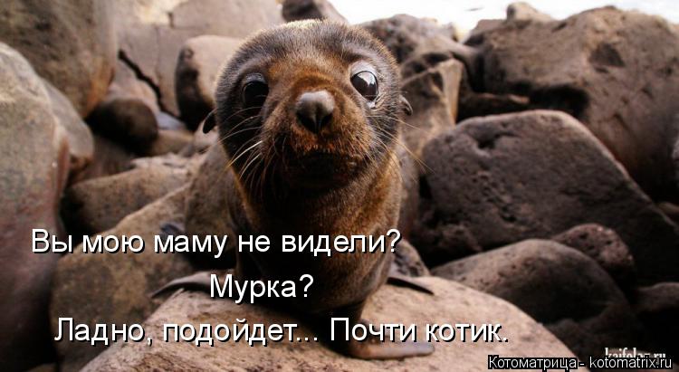 Вы мою маму не видели? Мурка? Ладно, подойдет... Почти котик.... Котоматрица: Вы мою маму не видели? Мурка? Ладно, подойдет... Почти котик.