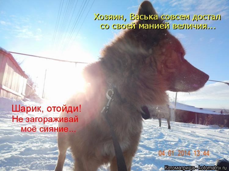 Хозяин, Васька совсем достал со своей манией величия... Шарик, отойди! Не загораживай моё сияние...... Котоматрица: Хозяин, Васька совсем достал со своей манией величия... Шарик, отойди! Не загораживай моё сияние...