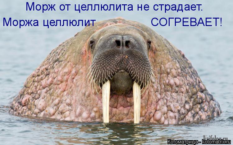 Морж от целлюлита не страдает. Моржа целлюлит СОГРЕВАЕТ!... Котоматрица: Морж от целлюлита не страдает. Моржа целлюлит СОГРЕВАЕТ!