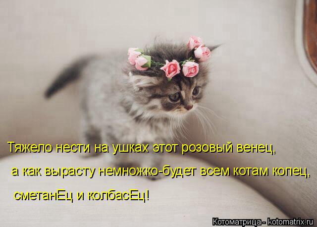 Тяжело нести на ушках этот розовый венец, а как вырасту немножко-будет всем котам копец, сметанЕц и к... Котоматрица: Тяжело нести на ушках этот розовый венец, а как вырасту немножко-будет всем котам копец, сметанЕц и колбасЕц!