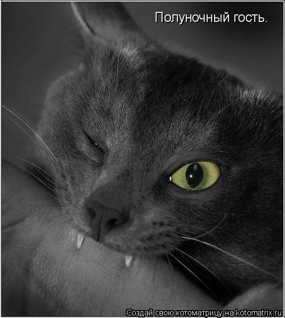 Полуночный гость.... Котоматрица: Полуночный гость.