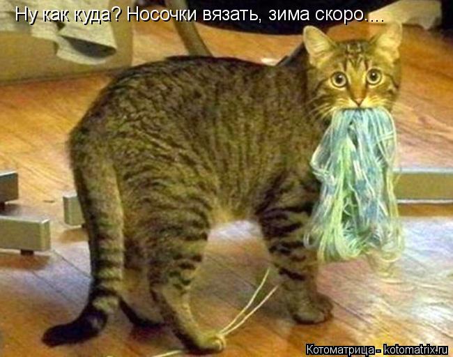 Ну как куда? Носочки вязать, зима скоро....... Котоматрица: Ну как куда? Носочки вязать, зима скоро....