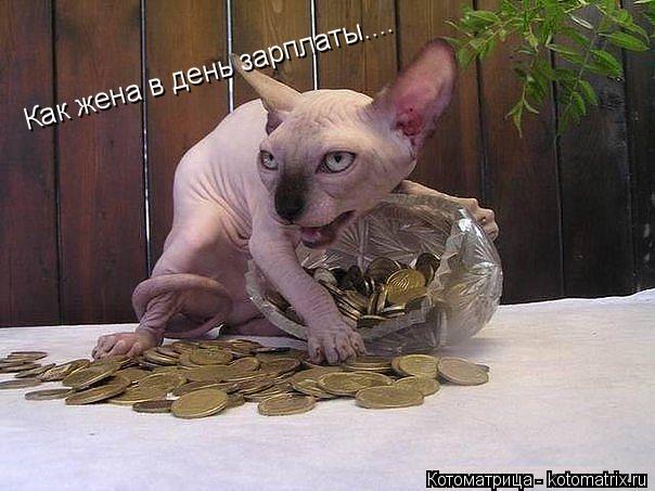 Как жена в день зарплаты....... Котоматрица: Как жена в день зарплаты....