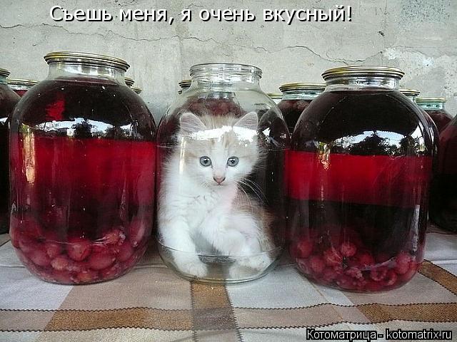 Съешь меня, я очень вкусный!... Котоматрица: Съешь меня, я очень вкусный!