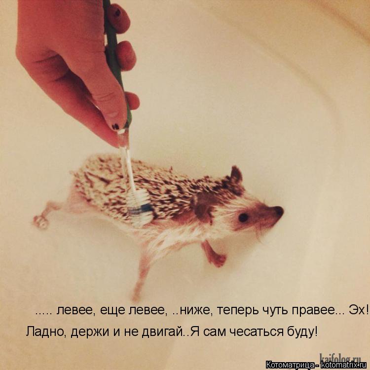 Ладно, держи и не двигай..Я сам чесаться буду! ..... левее, еще левее, ..ниже, теперь чуть правее... ... Котоматрица: Ладно, держи и не двигай..Я сам чесаться буду! ..... левее, еще левее, ..ниже, теперь чуть правее... Эх!