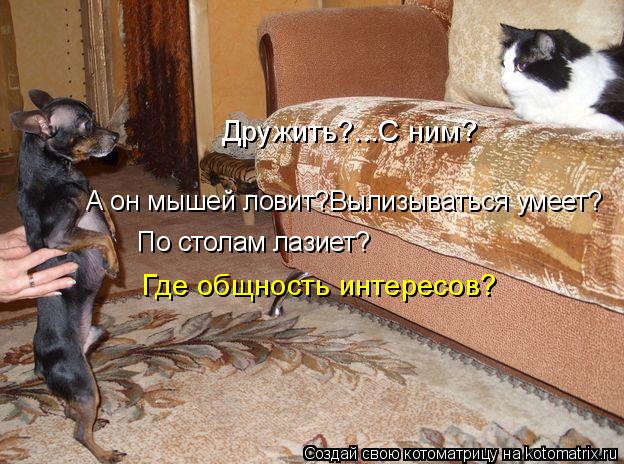 Дружить?...С ним? А он мышей ловит?Вылизываться умеет? По столам лазиет? Где общность интересов?... Котоматрица: Дружить?...С ним? А он мышей ловит?Вылизываться умеет? По столам лазиет? Где общность интересов?