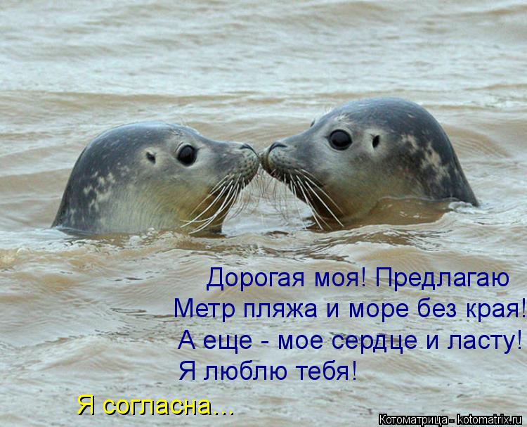 Дорогая моя! Предлагаю Метр пляжа и море без края! А еще - мое сердце и ласту! Я люблю тебя! Я соглас... Котоматрица: Дорогая моя! Предлагаю Метр пляжа и море без края! А еще - мое сердце и ласту! Я люблю тебя! Я согласна…