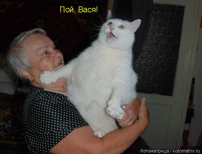 Пой, Вася!... Котоматрица: Пой, Вася!