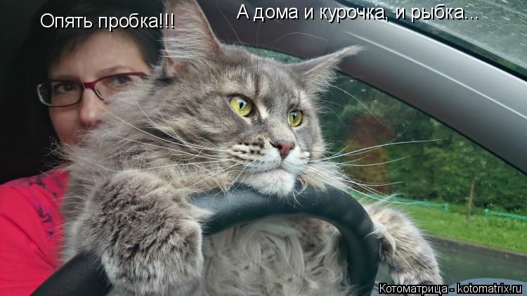 Опять пробка!!! А дома и курочка, и рыбка...... Котоматрица: Опять пробка!!! А дома и курочка, и рыбка...