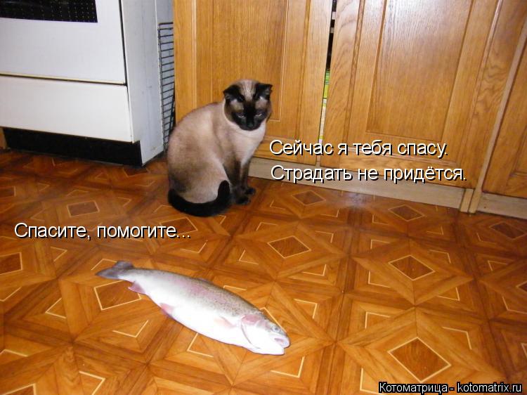Спасите, помогите... Сейчас я тебя спасу. Страдать не придётся.... Котоматрица: Спасите, помогите... Сейчас я тебя спасу. Страдать не придётся.