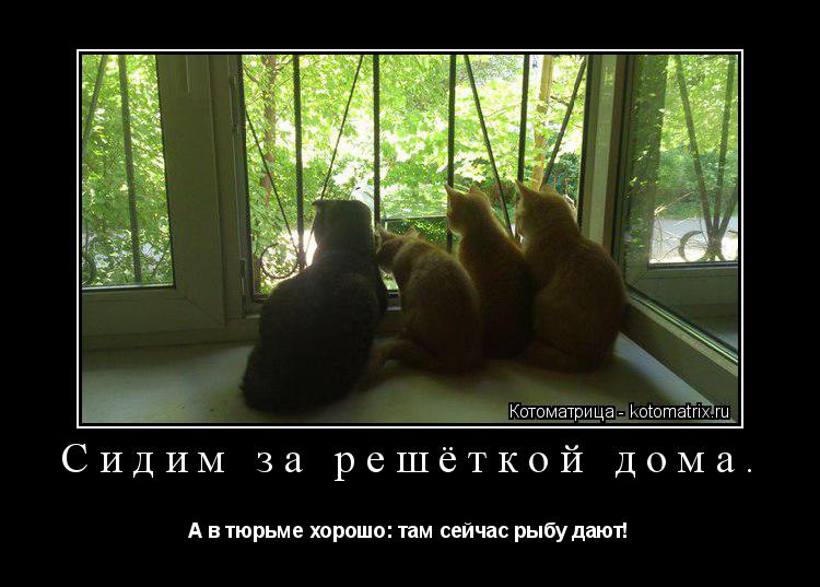 Сидим за решёткой дома. А в тюрьме хорошо: там сейчас рыбу дают!... Котоматрица: Сидим за решёткой дома. А в тюрьме хорошо: там сейчас рыбу дают!