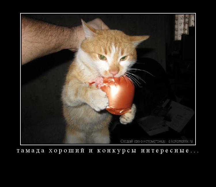 тамада хороший и конкурсы интересные... ... Котоматрица: тамада хороший и конкурсы интересные...