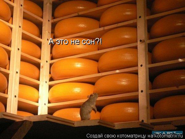 А это не сон?!... Котоматрица: А это не сон?!