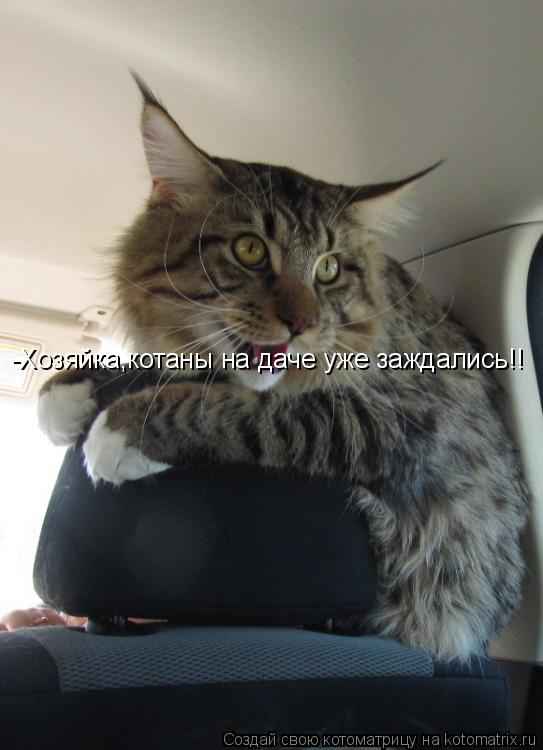-Хозяйка,котаны на даче уже заждались!!... Котоматрица: -Хозяйка,котаны на даче уже заждались!!