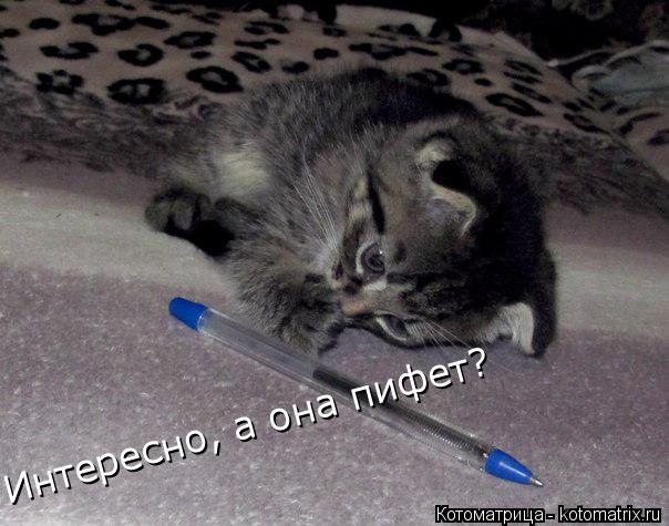 Интересно, а она пифет?... Котоматрица: Интересно, а она пифет?