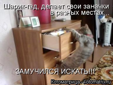 Шарик-гад, делает свои заначки в разных местах... ЗАМУЧИЛСЯ ИСКАТЬ!!!... Котоматрица: Шарик-гад, делает свои заначки в разных местах... ЗАМУЧИЛСЯ ИСКАТЬ!!!