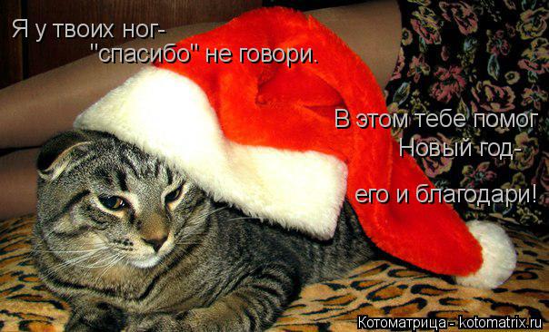 Я у твоих ног- "спасибо" не говори. В этом тебе помог Новый год- его и благодари!... Котоматрица: Я у твоих ног- "спасибо" не говори. В этом тебе помог Новый год- его и благодари!
