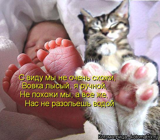 С виду мы не очень схожи, Вовка лысый, я ручной, Не похожи мы, а все же, Нас не разольешь водой... Котоматрица: С виду мы не очень схожи, Вовка лысый, я ручной, Не похожи мы, а все же, Нас не разольешь водой