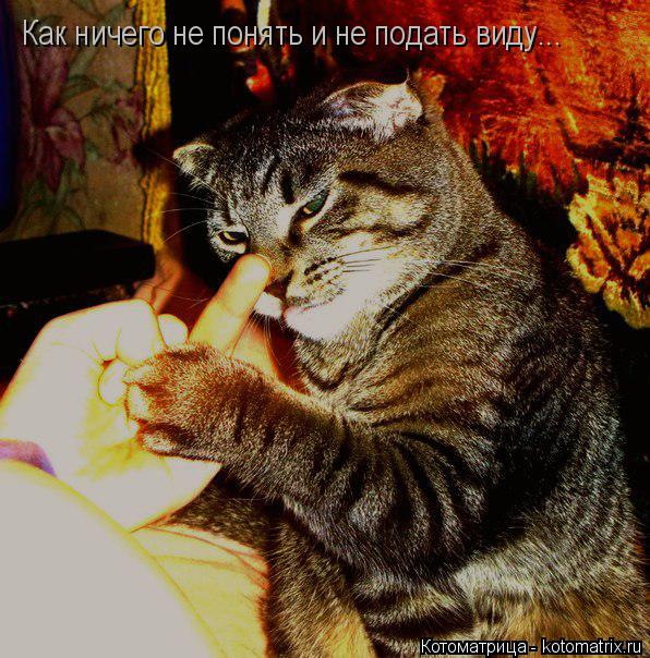 Как ничего не понять и не подать виду...... Котоматрица: Как ничего не понять и не подать виду...