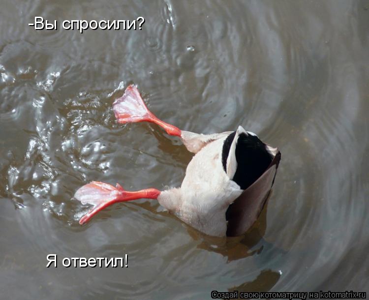 -Вы спросили? Я ответил!... Котоматрица: -Вы спросили? Я ответил!