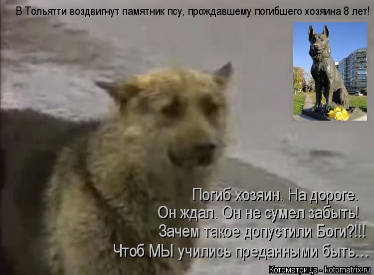 Чтоб МЫ учились преданными быть… Зачем такое допустили Боги?!!! Он ждал. Он не сумел забыть! Погиб хо... Котоматрица: Чтоб МЫ учились преданными быть… Зачем такое допустили Боги?!!! Он ждал. Он не сумел забыть! Погиб хозяин. На дороге. В Тольятти воздвигнут па