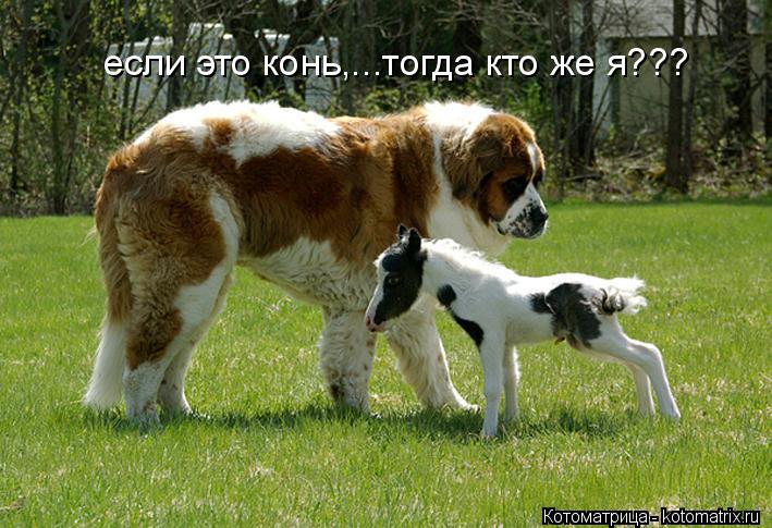 если это конь,...тогда кто же я???... Котоматрица: если это конь,...тогда кто же я???