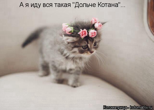 А я иду вся такая "Дольче Котана"...... Котоматрица: А я иду вся такая "Дольче Котана"...