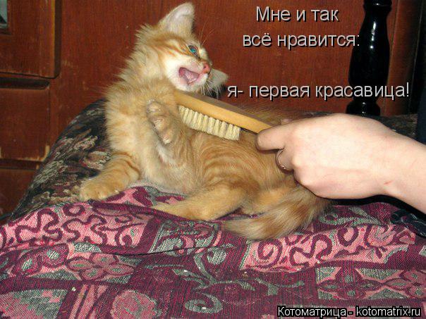 Мне и так всё нравится: я- первая красавица!... Котоматрица: Мне и так всё нравится: я- первая красавица!