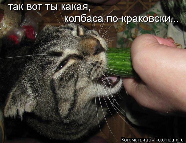 так вот ты какая, колбаса по-краковски...... Котоматрица: так вот ты какая, колбаса по-краковски...