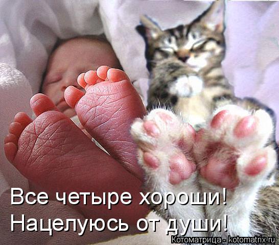 Все четыре хороши! Нацелуюсь от души!... Котоматрица: Все четыре хороши! Нацелуюсь от души!