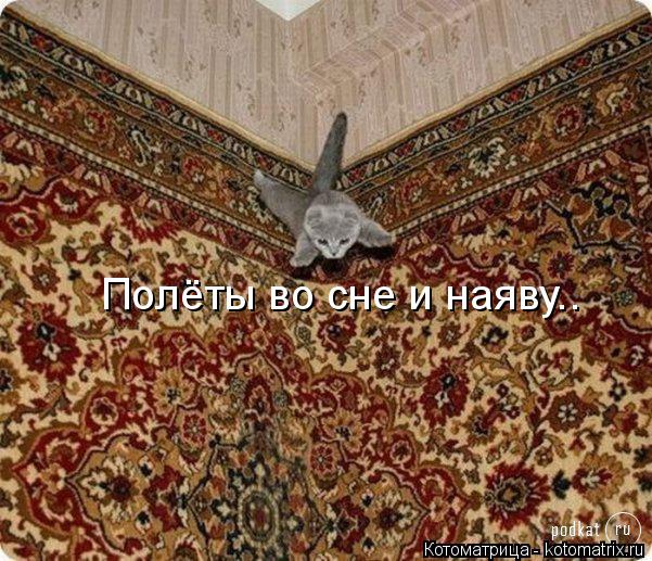 Полёты во сне и наяву..... Котоматрица: Полёты во сне и наяву..