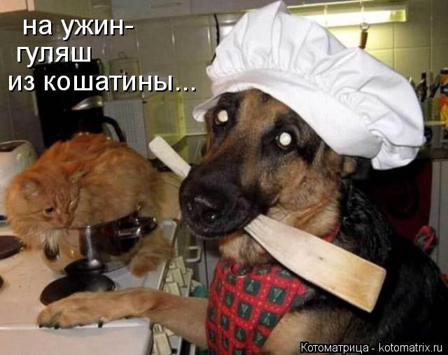 на ужин- гуляш из кошатины...... Котоматрица: на ужин- гуляш из кошатины...