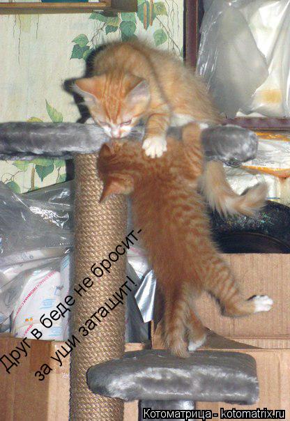 Друг в беде не бросит- за уши затащит!... Котоматрица: Друг в беде не бросит- за уши затащит!